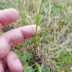 Wahlenbergia stricta subsp. stricta at Tinderry, NSW - 27 Jan 2023 09:59 AM