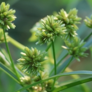 Cyperus eragrostis at Killara, VIC - 28 Jan 2023 08:17 AM