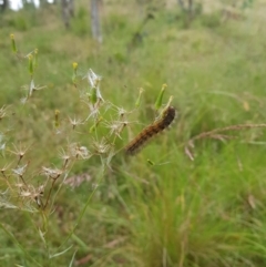 Ardices glatignyi (Black and White Tiger Moth (formerly Spilosoma)) at Mt Holland - 26 Jan 2023 by danswell