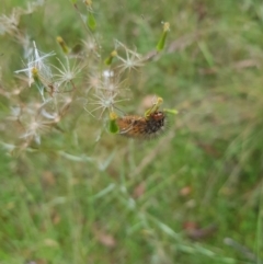 Ardices glatignyi at Tinderry, NSW - 27 Jan 2023