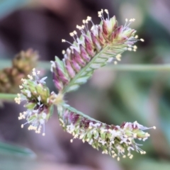 Eleusine tristachya (Goose Grass, Crab Grass, American Crows-Foot Grass) at Wodonga - 27 Jan 2023 by KylieWaldon