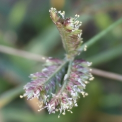 Eleusine tristachya at Killara, VIC - 28 Jan 2023