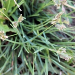 Eleusine tristachya at Killara, VIC - 28 Jan 2023 08:24 AM