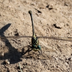 Austrogomphus ochraceus (Jade Hunter) at Wodonga - 27 Jan 2023 by KylieWaldon