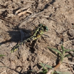 Austrogomphus ochraceus at Killara, VIC - 28 Jan 2023