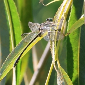 Austrogomphus ochraceus at Killara, VIC - 28 Jan 2023 09:24 AM