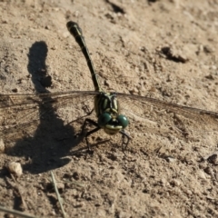 Austrogomphus ochraceus at Killara, VIC - 28 Jan 2023 09:24 AM