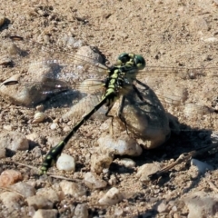 Austrogomphus ochraceus at Killara, VIC - 28 Jan 2023 09:24 AM