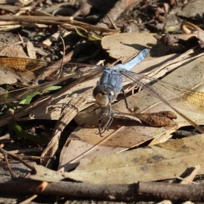 Orthetrum caledonicum (Blue Skimmer) at Killara, VIC - 28 Jan 2023 by KylieWaldon