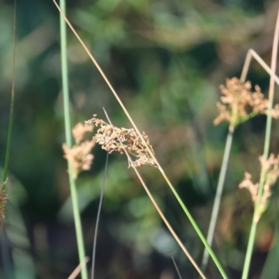 Juncus sp. (A Rush) at Killara, VIC - 27 Jan 2023 by KylieWaldon