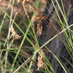 Juncus sp. at Killara, VIC - 28 Jan 2023