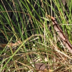 Juncus sp. at Killara, VIC - 28 Jan 2023