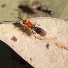 Unidentified Parasitic wasp (numerous families) at Wodonga Regional Park - 27 Jan 2023 by KylieWaldon