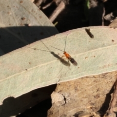 Ichneumonoidea (Superfamily) at Killara, VIC - 28 Jan 2023 08:28 AM
