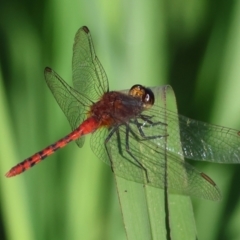 Diplacodes melanopsis (Black-faced Percher) at Wodonga Regional Park - 27 Jan 2023 by KylieWaldon