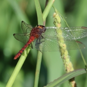 Diplacodes melanopsis at Killara, VIC - 28 Jan 2023