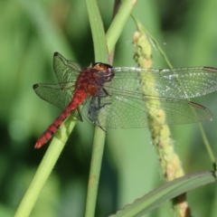 Diplacodes melanopsis at Killara, VIC - 28 Jan 2023