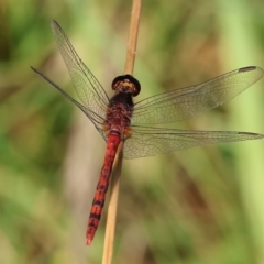 Diplacodes melanopsis at Killara, VIC - 28 Jan 2023 08:30 AM