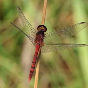 Diplacodes melanopsis at Killara, VIC - 28 Jan 2023