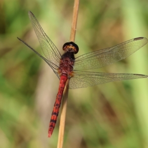 Diplacodes melanopsis at Killara, VIC - 28 Jan 2023 08:30 AM