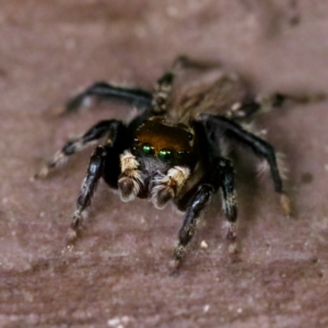 Maratus griseus at Florey, ACT - 26 Jan 2023