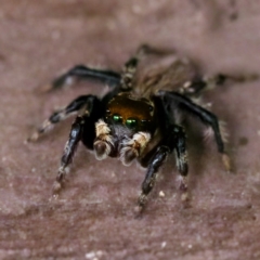 Maratus griseus (Jumping spider) at Florey, ACT - 26 Jan 2023 by KorinneM