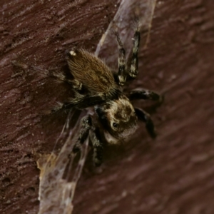 Maratus griseus at Florey, ACT - 26 Jan 2023