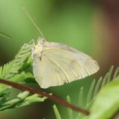 Pieris rapae (Cabbage White) at Wodonga - 27 Jan 2023 by KylieWaldon