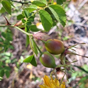 Rosa rubiginosa at Watson, ACT - 28 Jan 2023