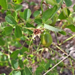 Rosa rubiginosa at Watson, ACT - 28 Jan 2023