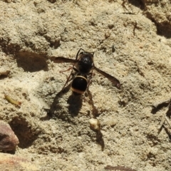 Cerceris sp. (genus) (Unidentified Cerceris wasp) at Bundanoon, NSW - 26 Jan 2023 by GlossyGal