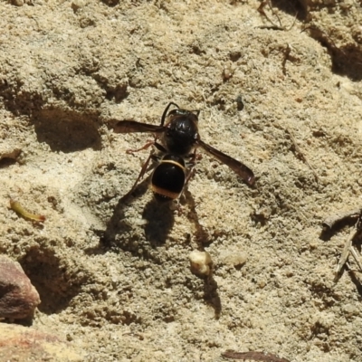 Cerceris sp. (genus) (Unidentified Cerceris wasp) at Bundanoon, NSW - 26 Jan 2023 by GlossyGal