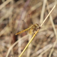 Diplacodes haematodes (Scarlet Percher) at Cook, ACT - 27 Jan 2023 by Tammy