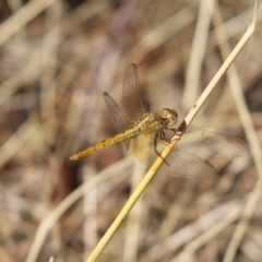 Unidentified Dragonfly (Anisoptera) (TBC) at Cook, ACT - 27 Jan 2023 by Tammy