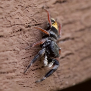 Apricia jovialis at Florey, ACT - 26 Jan 2023 05:07 PM