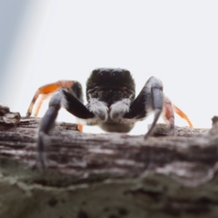 Apricia jovialis at Florey, ACT - 26 Jan 2023 05:07 PM