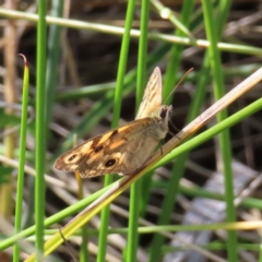 Heteronympha cordace (Bright-eyed Brown) at Gibraltar Pines - 27 Jan 2023 by MatthewFrawley