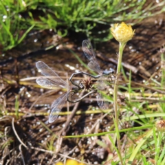 Griseargiolestes intermedius (Alpine Flatwing) at Paddys River, ACT - 27 Jan 2023 by MatthewFrawley