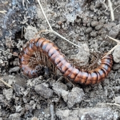 Paradoxosomatidae sp. (family) (Millipede) at QPRC LGA - 28 Jan 2023 by trevorpreston