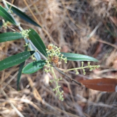 Olea europaea subsp. cuspidata (African Olive) at Watson, ACT - 28 Jan 2023 by abread111