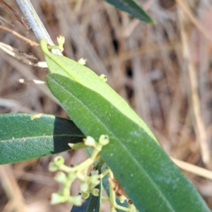 Olea europaea subsp. cuspidata at Watson, ACT - 28 Jan 2023