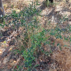 Olea europaea subsp. cuspidata at Watson, ACT - 28 Jan 2023 10:32 AM