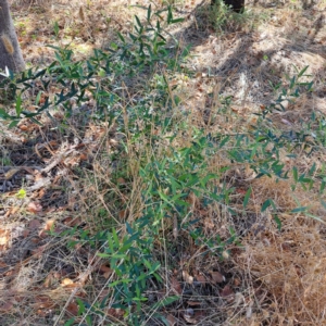 Olea europaea subsp. cuspidata at Watson, ACT - 28 Jan 2023 10:32 AM