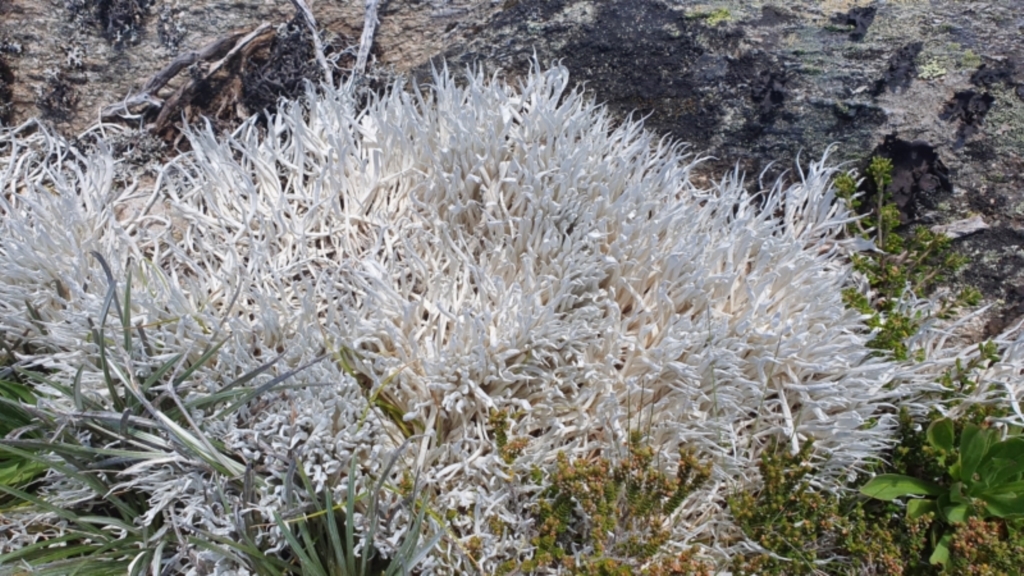 Thamnolia vermicularis at Jagungal Wilderness, NSW - 11 Jan 2023