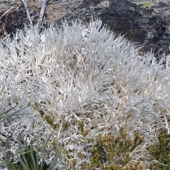 Thamnolia vermicularis (Whiteworm Lichen) at Jagungal Wilderness, NSW - 11 Jan 2023 by Philip