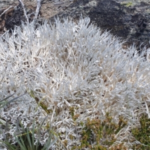 Thamnolia vermicularis at Jagungal Wilderness, NSW - 11 Jan 2023