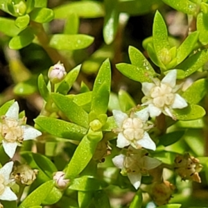 Crassula helmsii at Wamboin, NSW - 28 Jan 2023