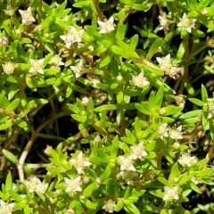 Crassula helmsii at Wamboin, NSW - 28 Jan 2023