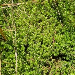 Crassula helmsii at Wamboin, NSW - 28 Jan 2023