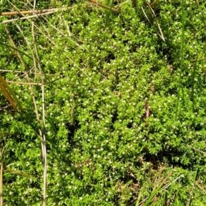 Crassula helmsii at Wamboin, NSW - 28 Jan 2023